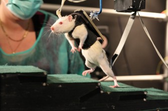 Paralysie : des rats paralysés retrouvent la capacité de marcher