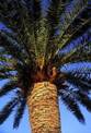 Le palmier dattier