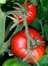 Image:Tomatoes-on-the-bush.jpg